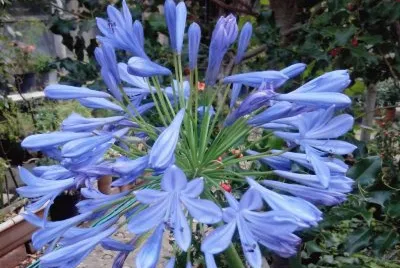 Agapantus jigsaw puzzle