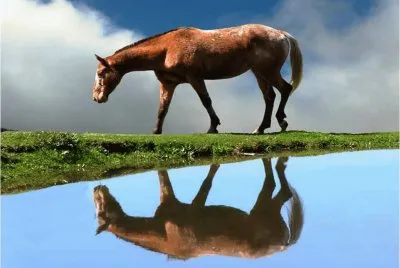 horsie
