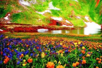 Beautiful Mountain Flowers-Art