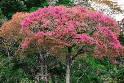 פאזל של Jequitibá florido