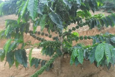 פאזל של PÃ© de CafÃ©