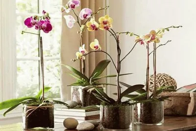 orquideas