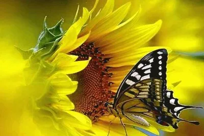 imagens jigsaw puzzle