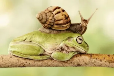 Un Caracol Posa Sobre una Rana