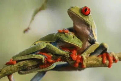 Un Par De Ranas Descansan Sobre Una Rama