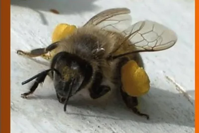 Abeja con su carga de polen