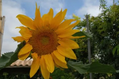 GIRASOL jigsaw puzzle