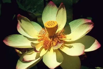 Flor Exotica jigsaw puzzle