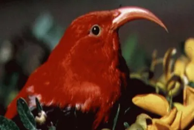 I-iwi (Vestiaria Coccinea) - HawÃ¡i