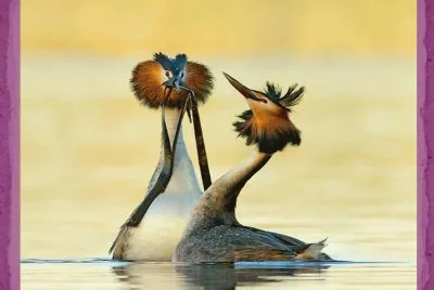 Great crested grebe courtship