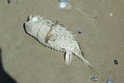 Fisch stark gesonnt, Goolwa S.A.