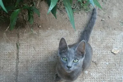 gatito