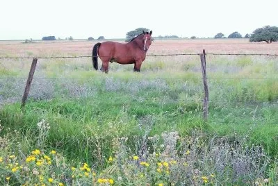 bello caballo