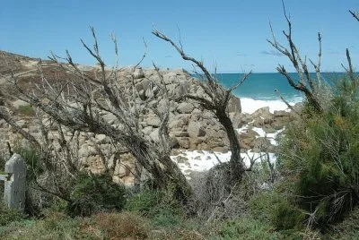 Dry Tree 1, S.A .