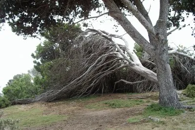 Tree 2 , S.A.