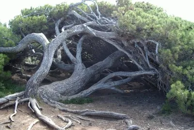 Tree 3, S.A.