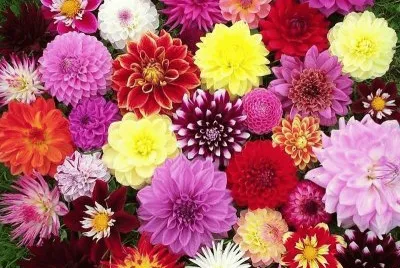 FaraÃ³n jigsaw puzzle