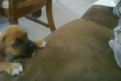 gato