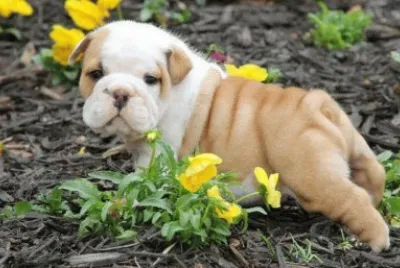 Perrito