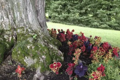 solo color jigsaw puzzle