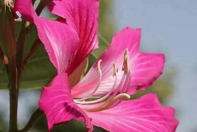 imagens jigsaw puzzle