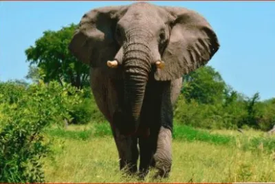 ELEFANTE
