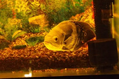 Peixe