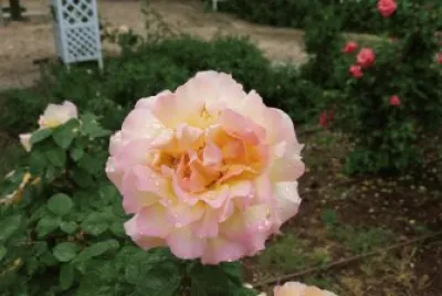 ×¤×¨×™×—×” jigsaw puzzle