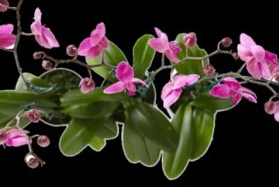 imagens jigsaw puzzle