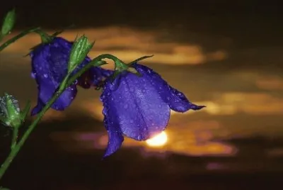 imagens jigsaw puzzle