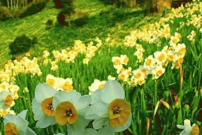 imagens jigsaw puzzle