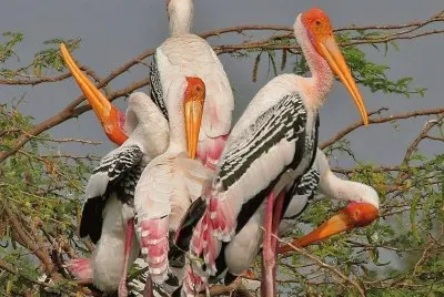 Painted storck -  India