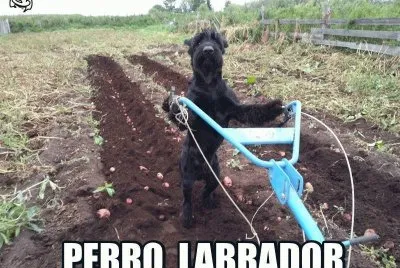 PERRO LABRADOR