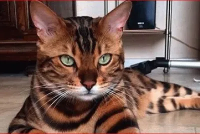 GATO