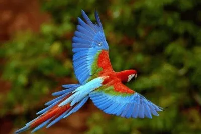 GUACAMAYAS