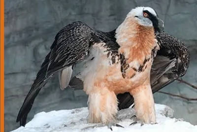 Quebrantahuesos (Gypaetus barbatus)