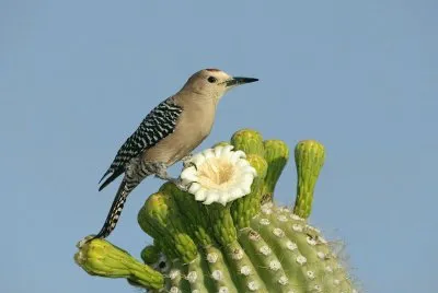 PAJAROS