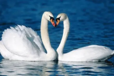 CISNES