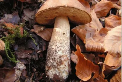 Leccinum Scabrum