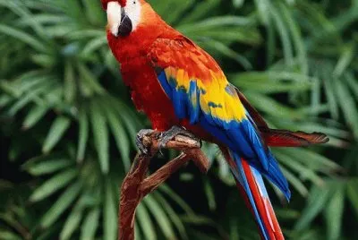 GUACAMAYAS 8