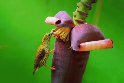PAJAROS 1