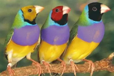 PERIQUITOS 3