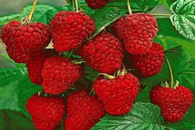 Frutillas - Fragaria  ananassa