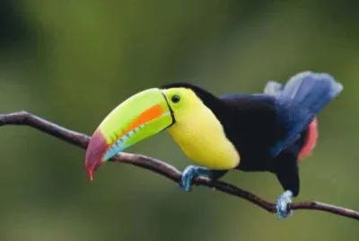 TUCAN 1