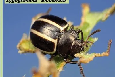 Zygogramma   Bicolorata - AmÃ¨rica