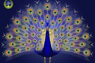 pavo real jigsaw puzzle