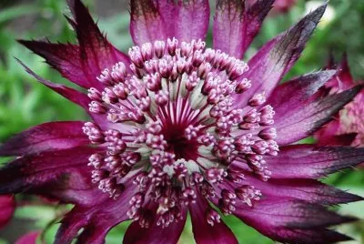 Astrantia sp