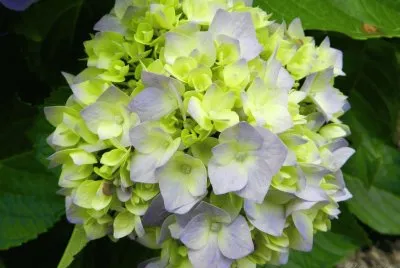 hortensia