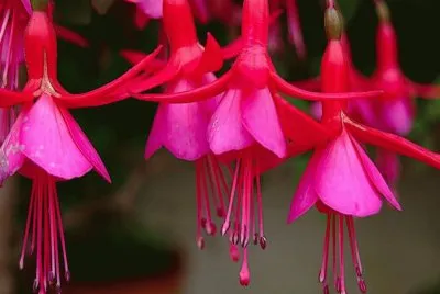 Fuchsia magellanica