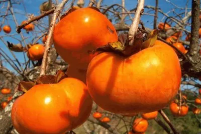 Caqui (gÃ©nero Diospyros)